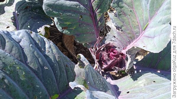 Гусеницы вредители