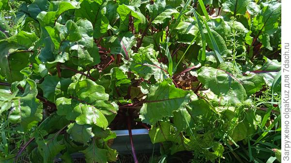 19 августа через неделю после подкомки