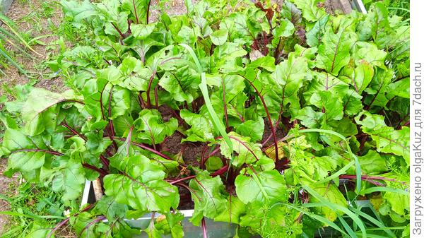Свекла перед подкормкой 12 августа