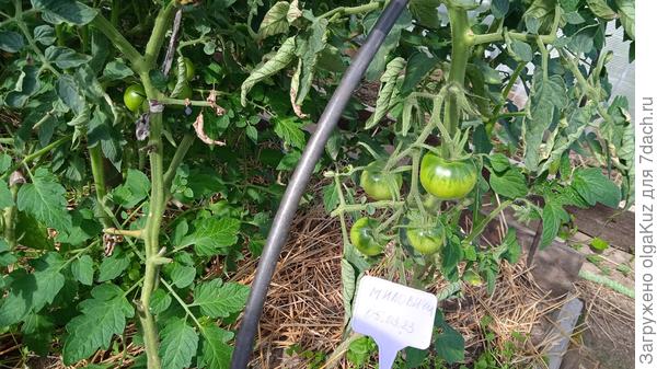 Миловичка 16 июля