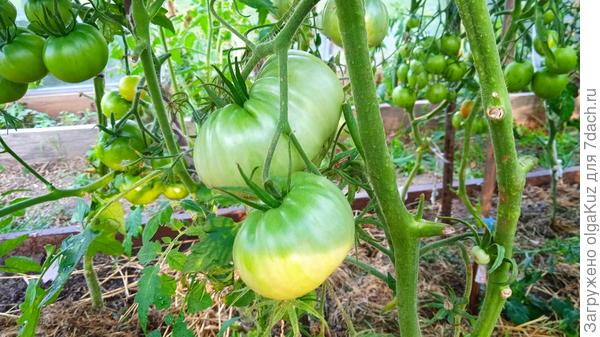 Белый Зубр 5 августа