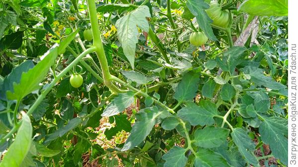 Белый Зубр 16 июля