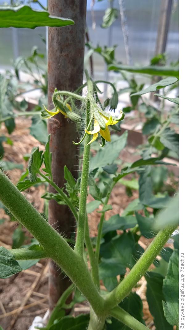 12 июня Китайка медовая