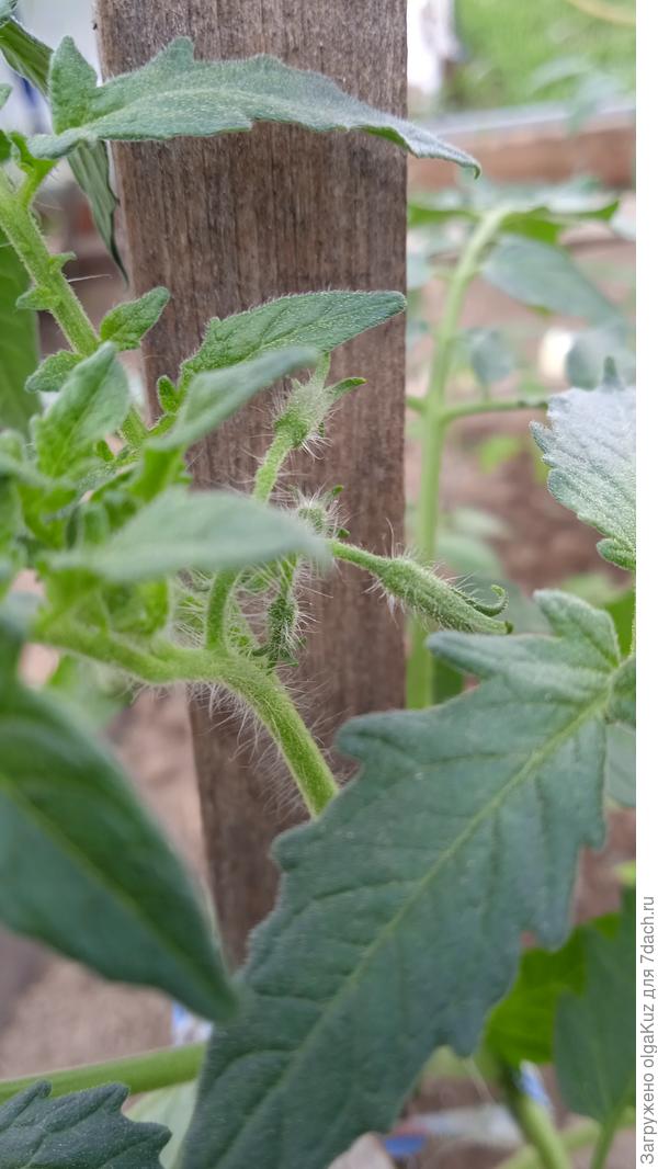 Томат Китайка медовая  28 мая