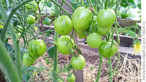 Китайка медовая 22 июля