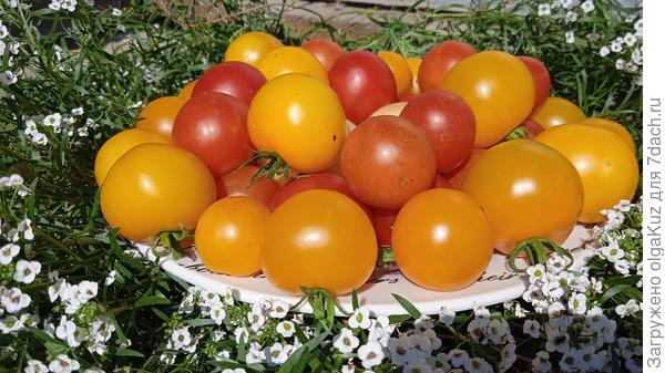 Миловичка и китайка медовая