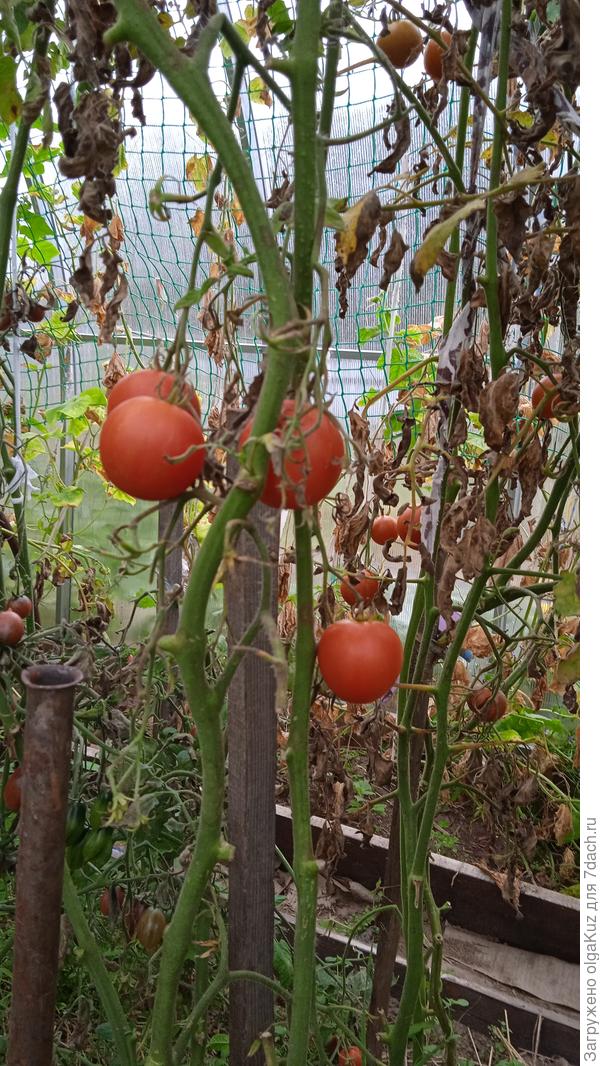 Китайка медовая