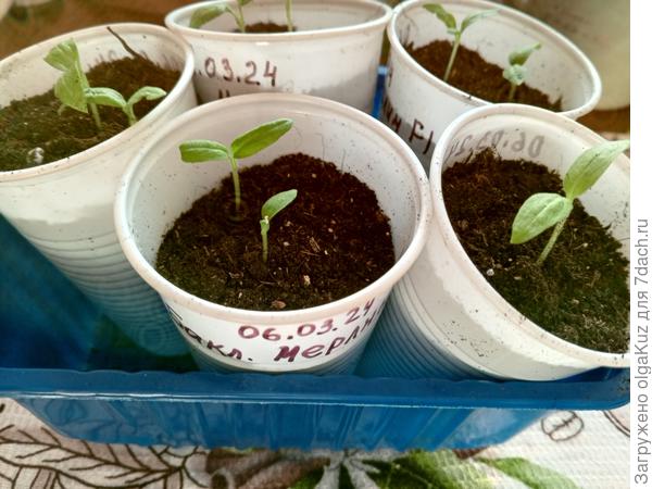 Рассада 21 марта