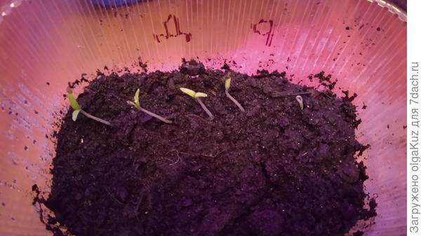 фото от 12 марта время 19:35