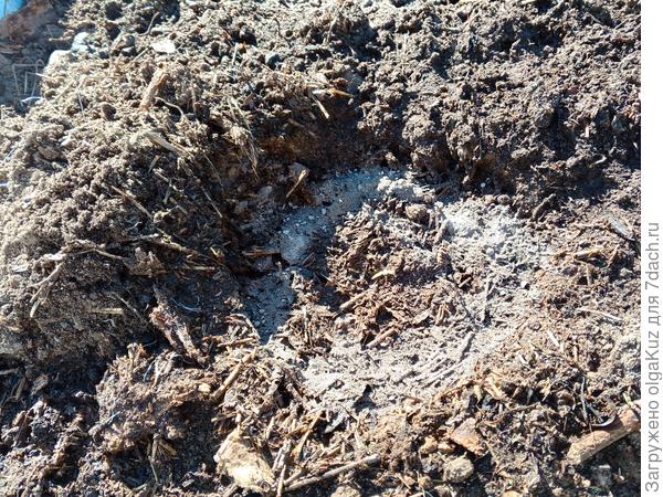 лунка для огурца