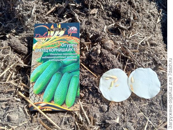 18 мая посев в грунт