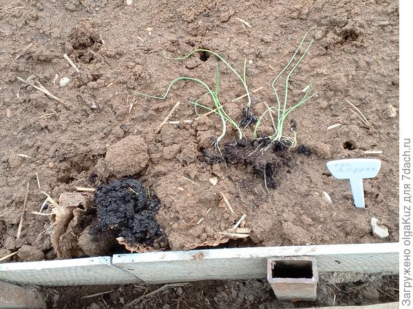 готовые к высадке растения