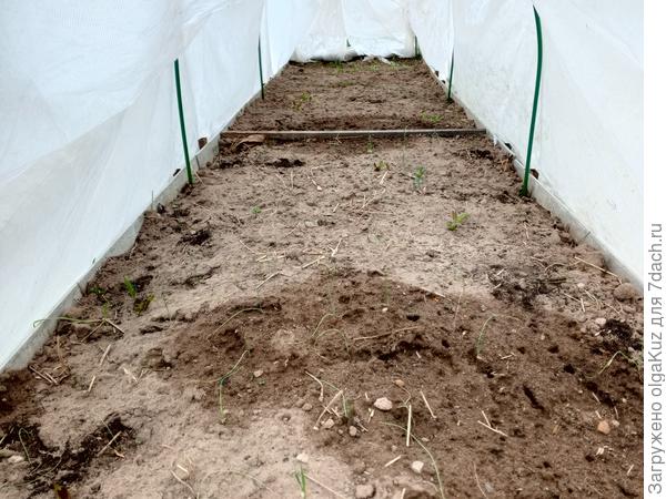 луковички спустя почти 2 недели