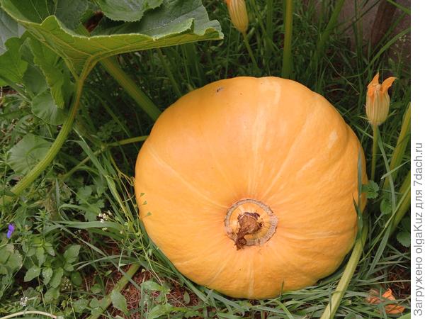 1 плод 21 июля