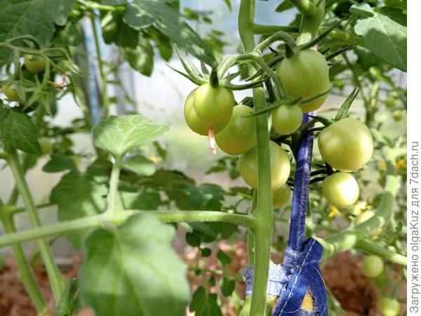 22 июня Малиновый Джайв