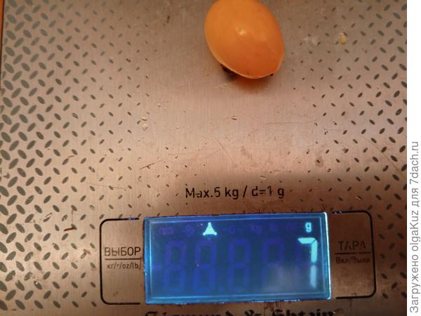 вес плода