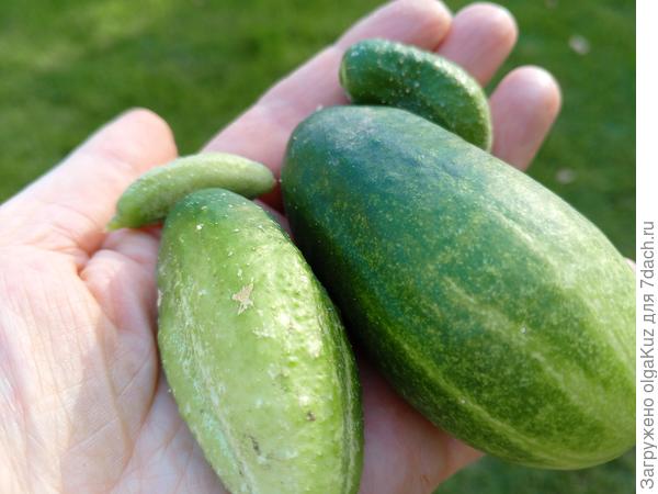 последний сбор