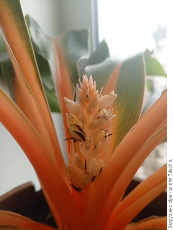 Чернота на цветке