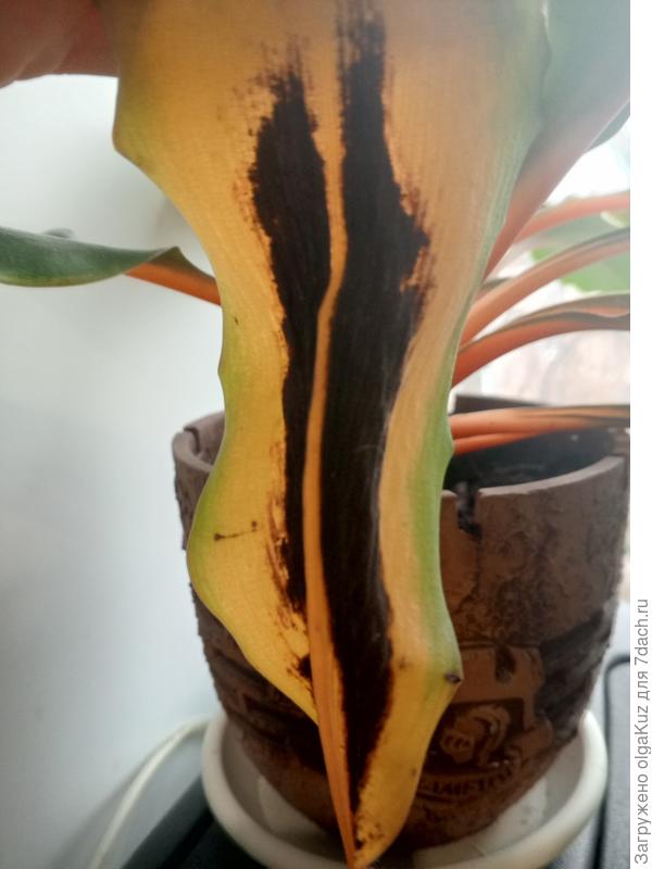 Черный лист