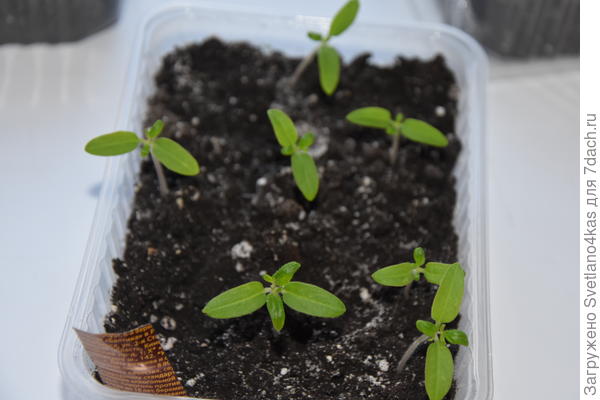 28.03.2018
оставила самые крепкие: 7 штук