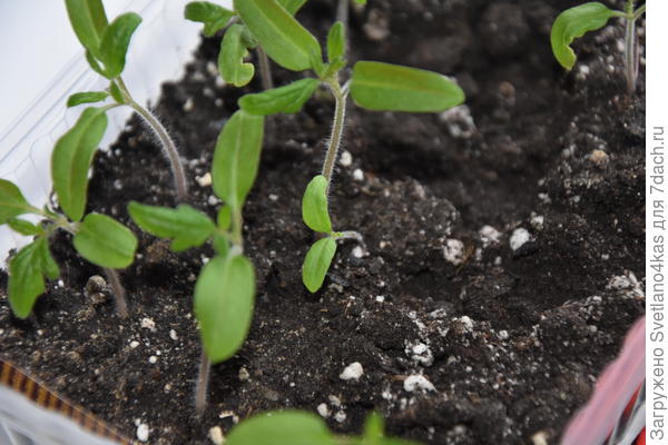 08.04.2018 еще продолжают всходить