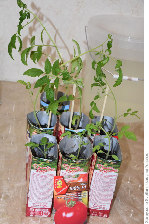 Томат&quot;100%&quot;