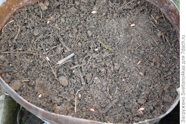 разложила 10 семян