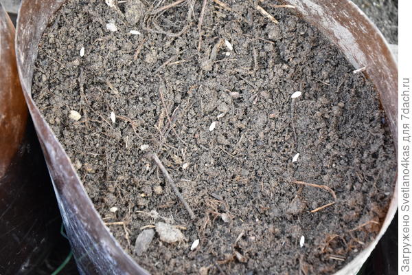 разложила семена