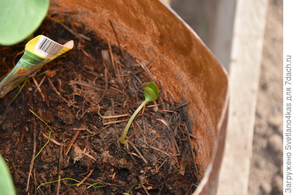 поздний росток