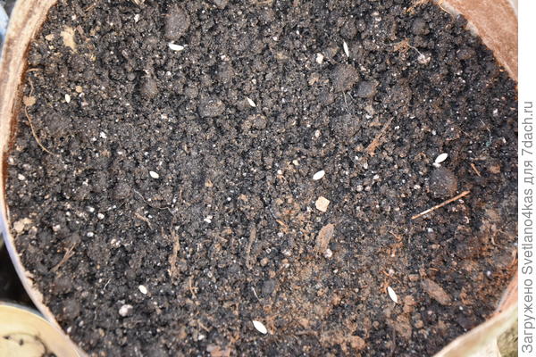 разложила на  влажной земле.