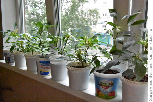 все перцы оказались одинаковые