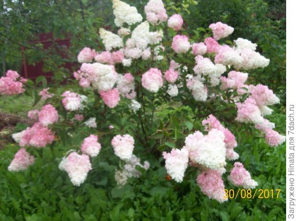 Ваниль Фрайз.