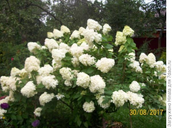 Наверное, Грандифлора.