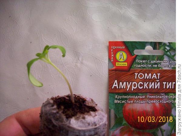 1 растение в торфяной таблетке.