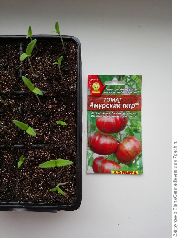 Проращивание томатов