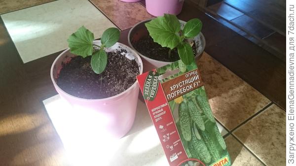 Рассада огурцов