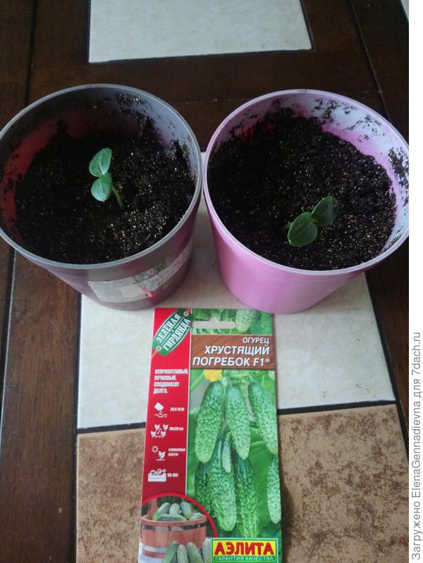 Первые настоящие листочки