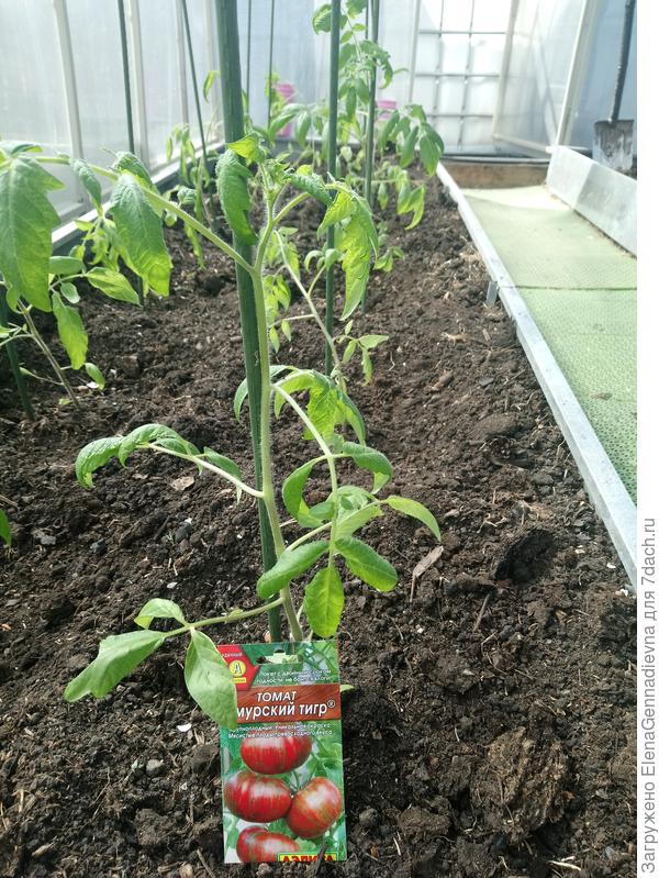 Высаженное растение