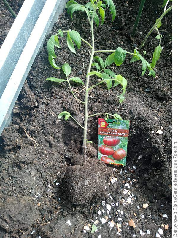 Корневая система