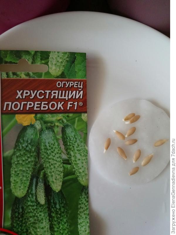 Проклюнувшиеся семена