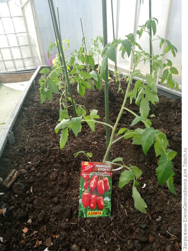 Посаженное растение