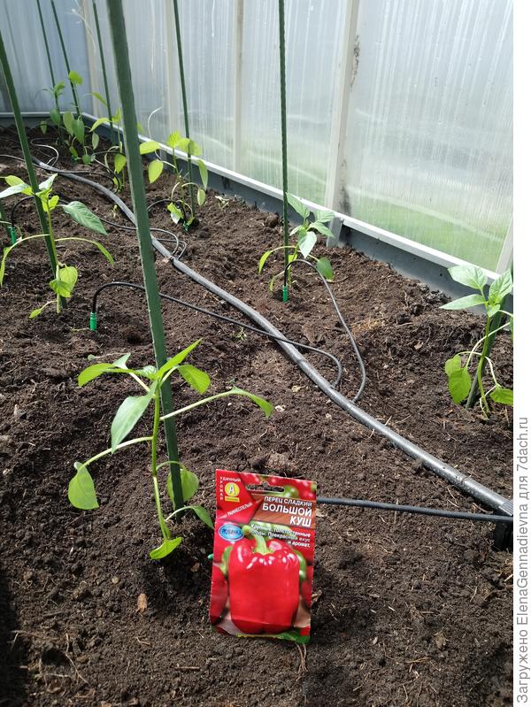 Высаженные растения