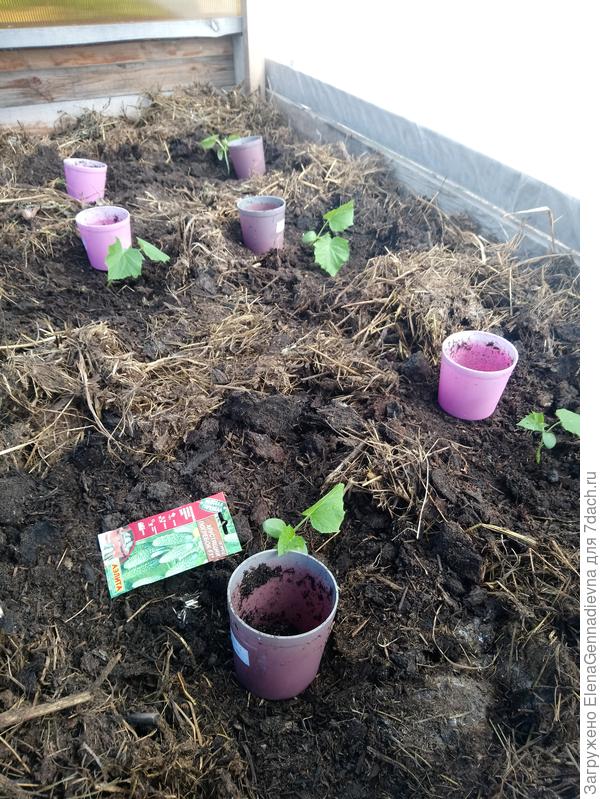 Посаженные растения