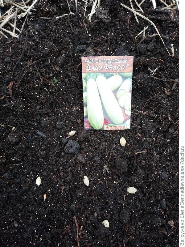 Сажаем семена