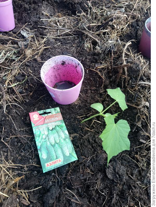 Корневая система