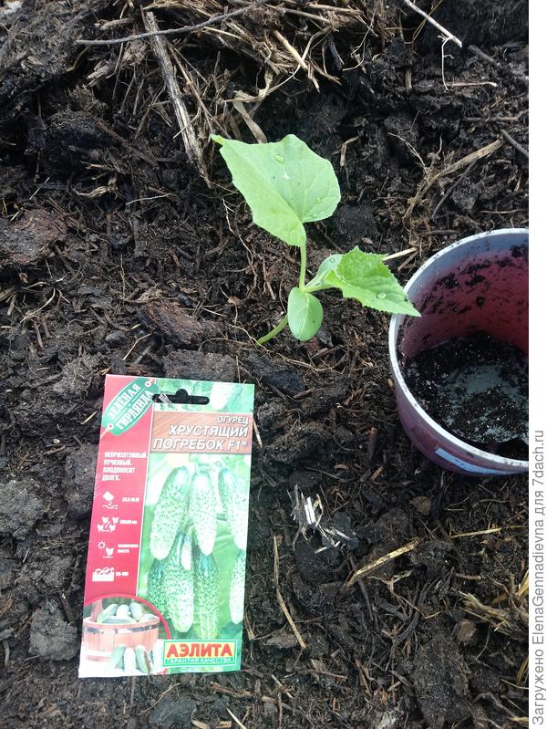 Корневая система