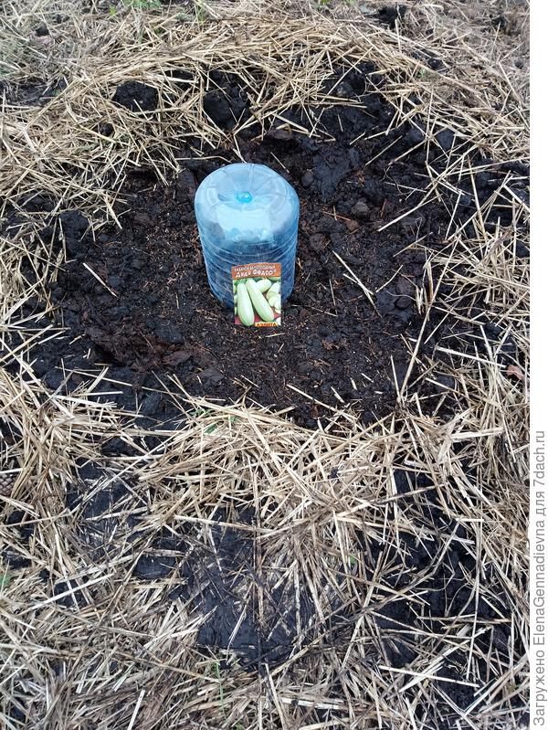 Посаженные семена