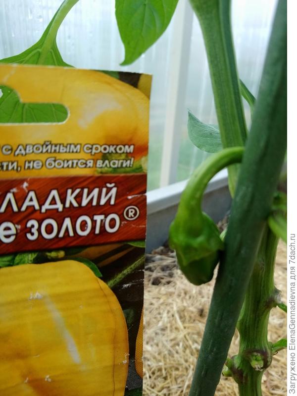 Первые завязи