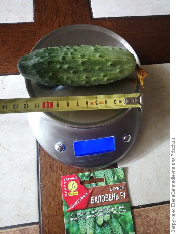 Длина огурца