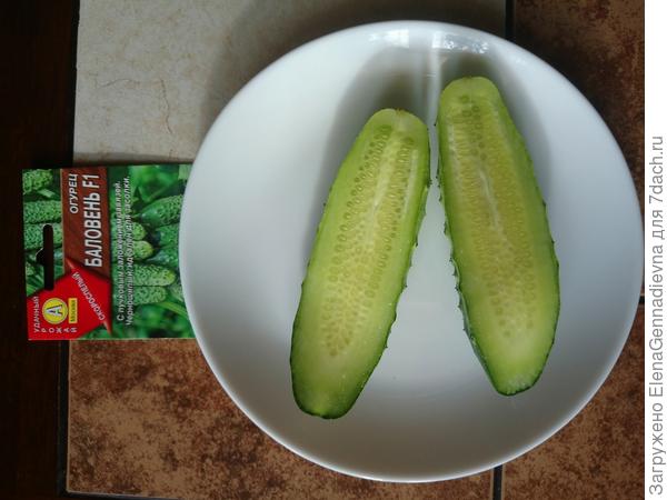 Огурец в разрезе